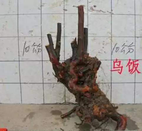 南烛盆景扦插,南烛景观树