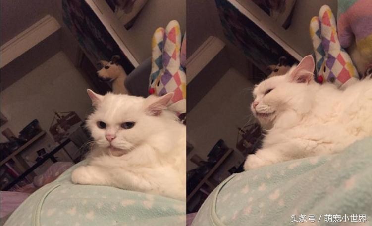 孕妇怀孕五个月被猫咪踩肚子,孕妇宝宝在踢妈妈的肚皮哭了