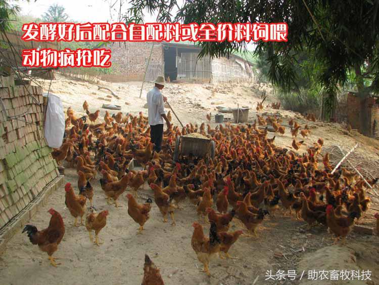 豆渣一吨多少钱,豆渣发酵后多少钱一吨