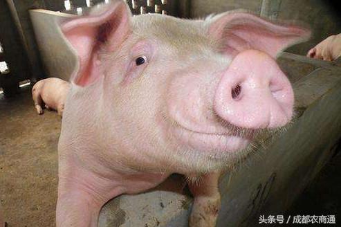 母猪药物皮下注射有什么弊端,小母猪打针就不需要阉吗