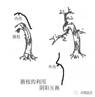 盆景造型中，脊枝、腋枝要如何改造利用才会变成优美的造型枝