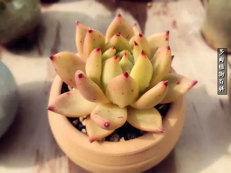 阳光的多肉花园,漂亮的多肉露台花园