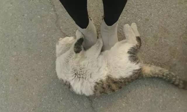 日本人有多恨猫（Excuseme？）