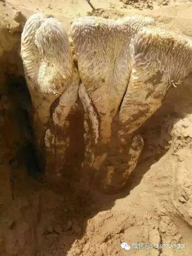 蒙古阿拉善肉苁蓉,阿拉善苁蓉生长在哪儿