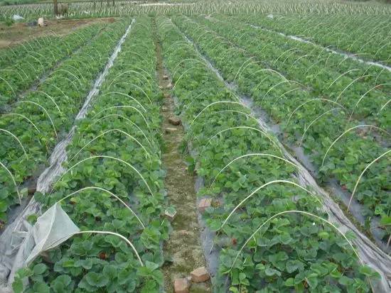 成都采草莓哪个地方最好,成都周边草莓采摘园基地