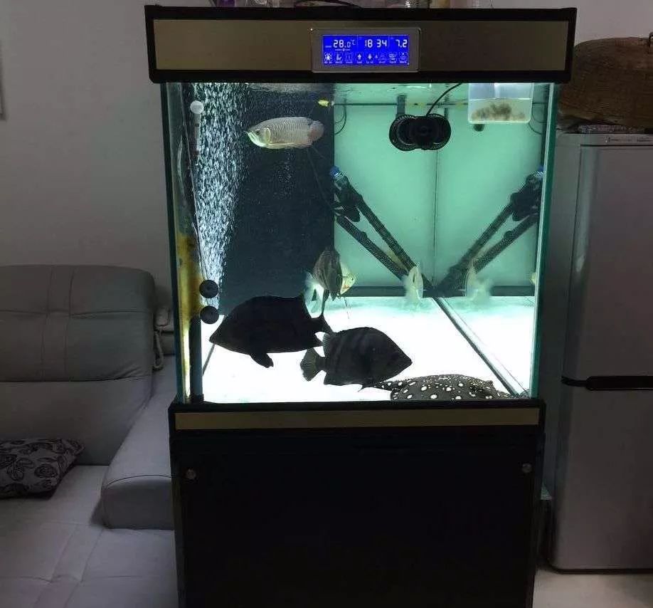 历时4个月，亲手做的缸终于运行！