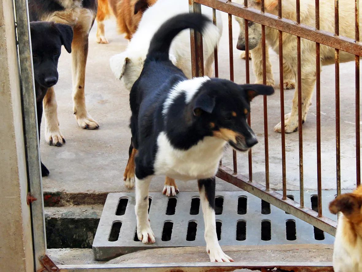 给狗狗一个温暖的家视频,给狗狗们一个干净舒适温馨的家