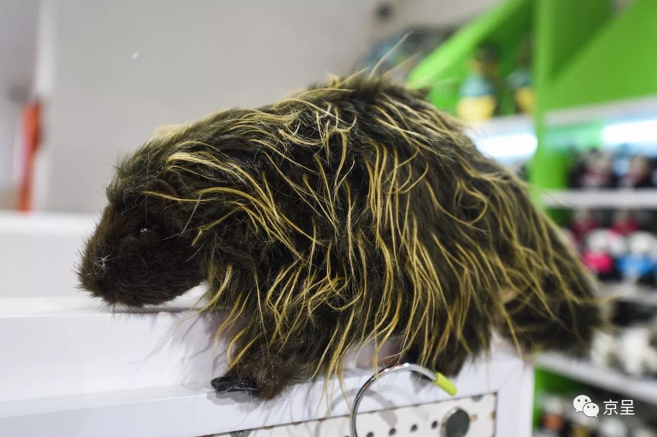 鹈鹕树懒食蚁兽?北京这家非主流玩偶店教你认认新萌物