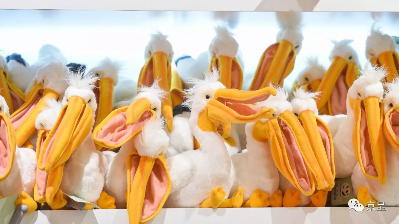 鹈鹕树懒食蚁兽？北京这家非主流玩偶店教你认认新萌物