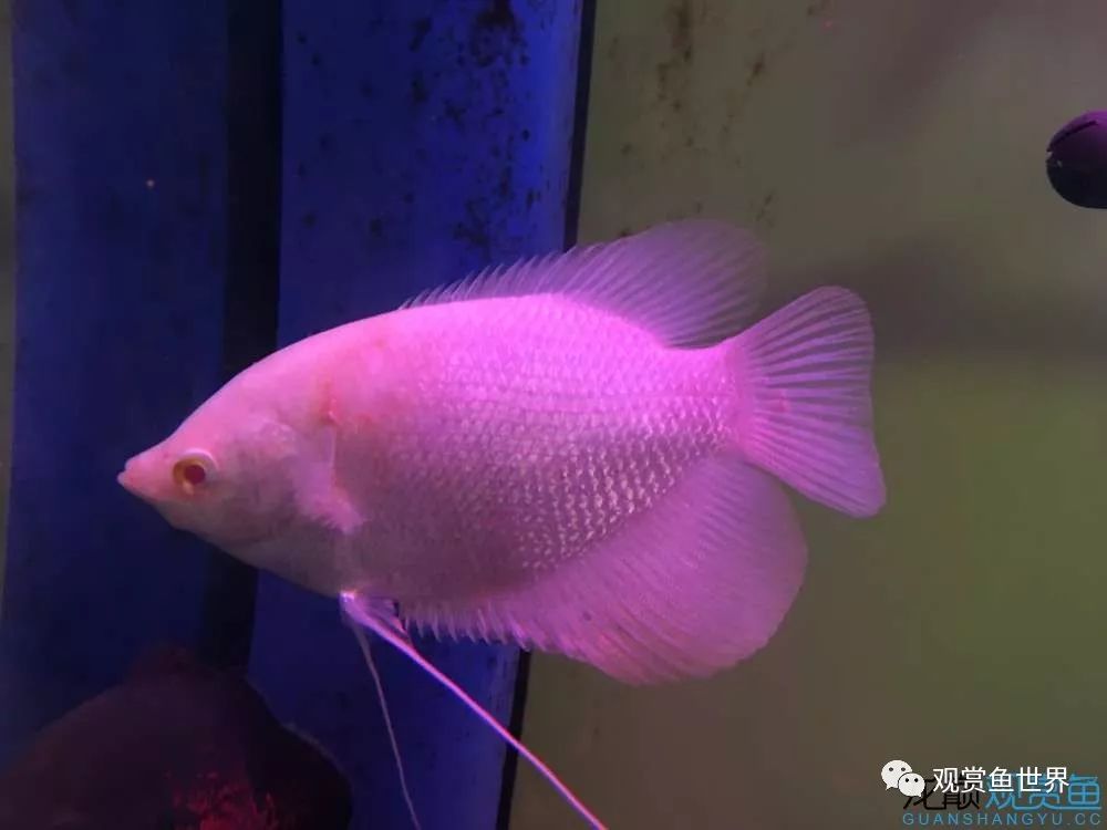 招财鱼烂肉最佳治疗方法,与食管癌抗争的五年