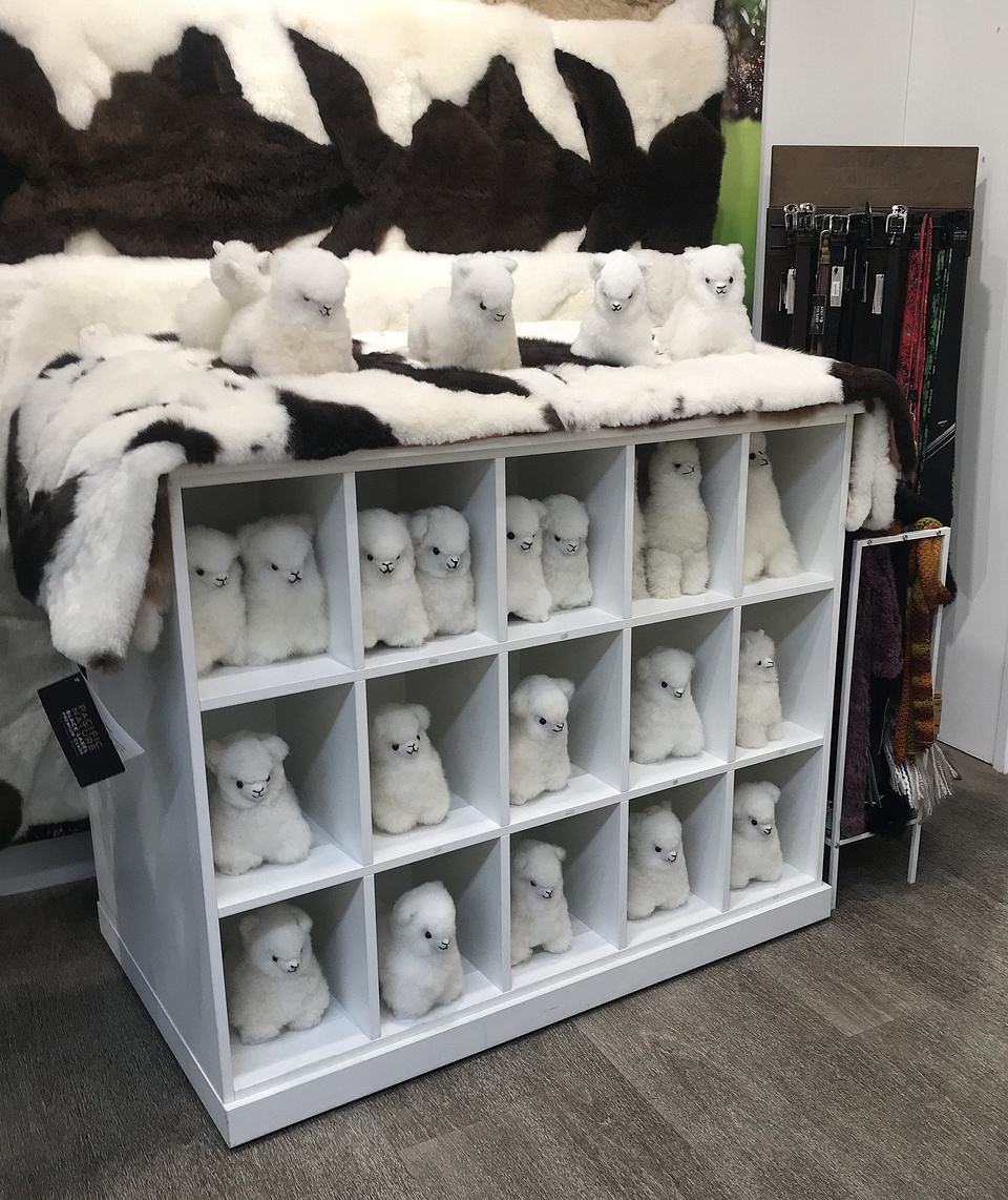 豆瓣日记:在新西兰对羊驼和羊驼肉的一些认识