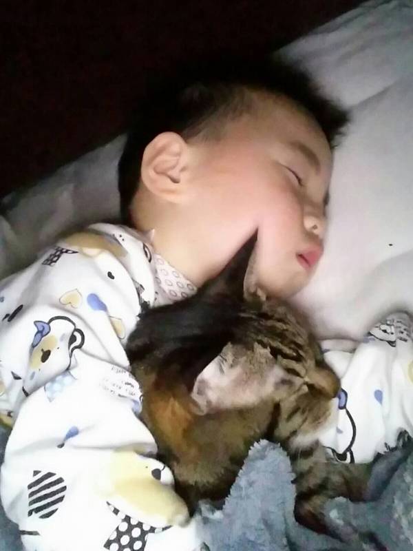 沉浸式养猫体验,养猫是一种什么体验