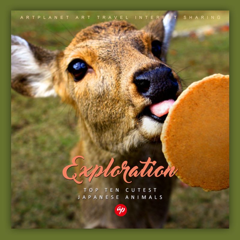 星球·探索｜日本十大萌宠大放送