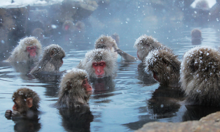 星球·探索｜日本十大萌宠大放送