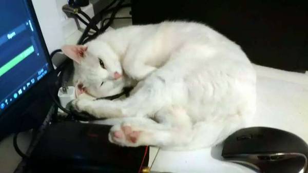 沉浸式养猫体验,养猫是一种什么体验