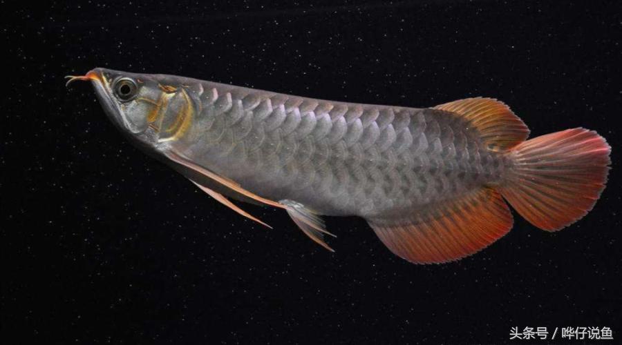 养龙鱼要注意哪些事项和禁忌,金龙鱼有什么讲究和忌讳