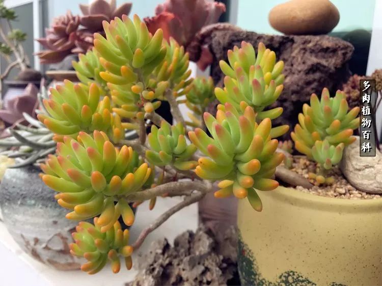 阳光的多肉花园,漂亮的多肉露台花园