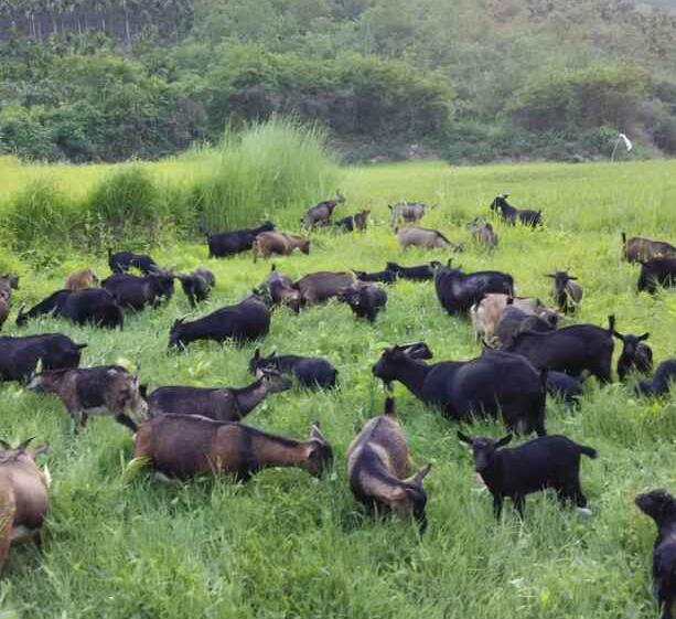 走进育才|被称为“三亚之肺”森林面积覆盖率高达69.53%有五脚猪等美食浓郁黎苗风情