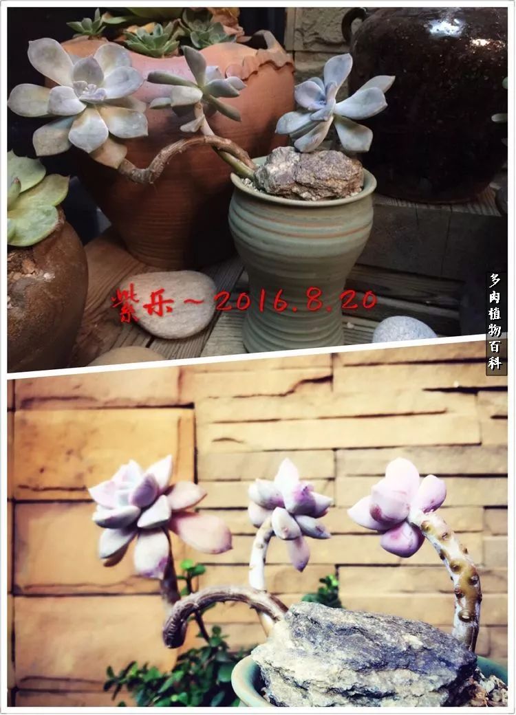 阳光的多肉花园,漂亮的多肉露台花园