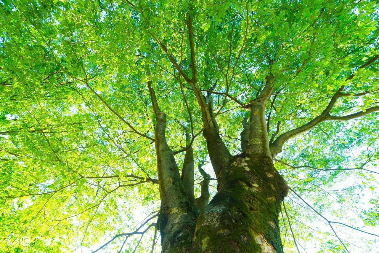 十天干之甲木详解,十天干之甲木详细讲解