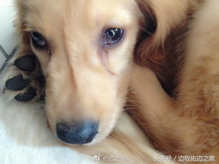 养狗的注意事项中大型犬,新手养狗须知狗狗冷知识大揭秘
