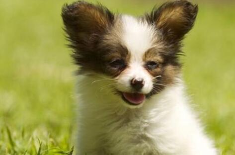 蝴蝶犬幼犬怎么选择,蝴蝶犬怎么买到