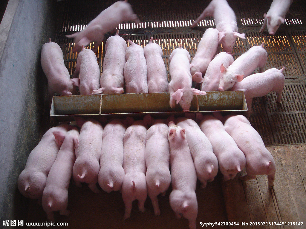 圆环蓝耳猪瘟主要表现及症状,猪瘟蓝耳圆环怎么治疗