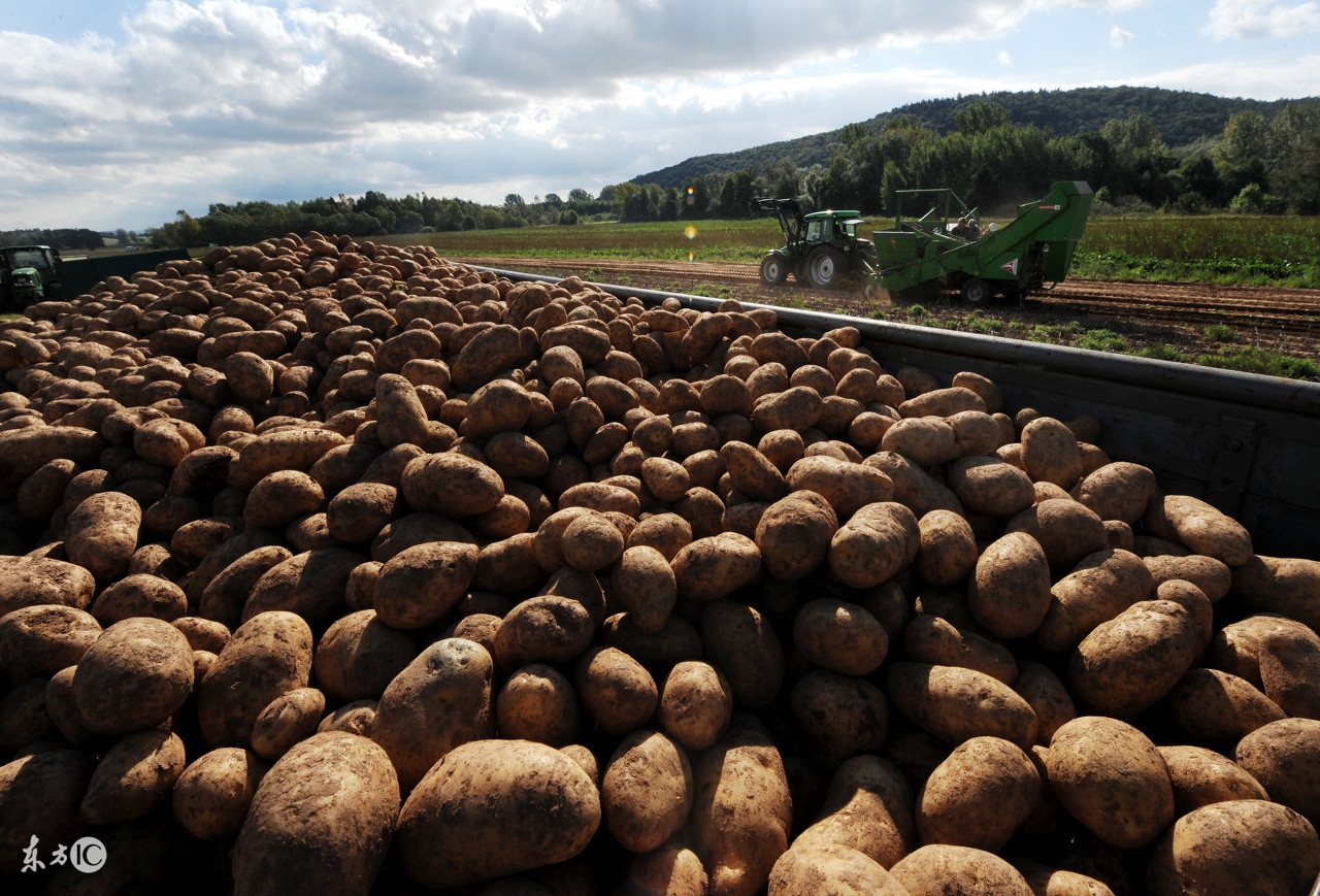 大雪来了怎么办,滞销土豆