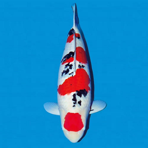 水池底绿藻,池底黑藻怎么除