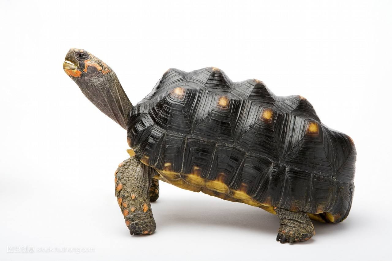 新手养龟陆龟推荐,十大适合新手养的陆龟