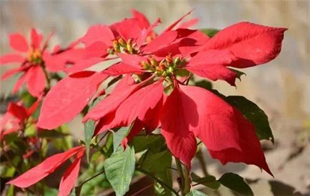 小孩贪玩吃了这个叶子口吐白沫，你家里可能也有！