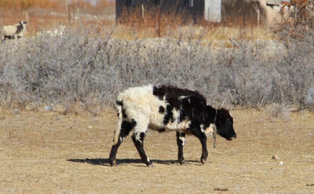 探秘帕米尔高原塔吉克族,帕米尔高原上的塔吉克族族人