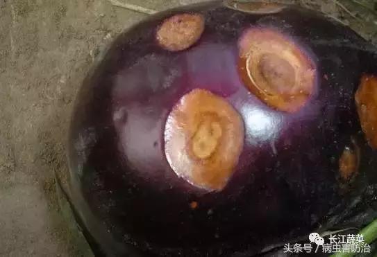 茄子绵疫病为害特点,茄子病害绵疫病
