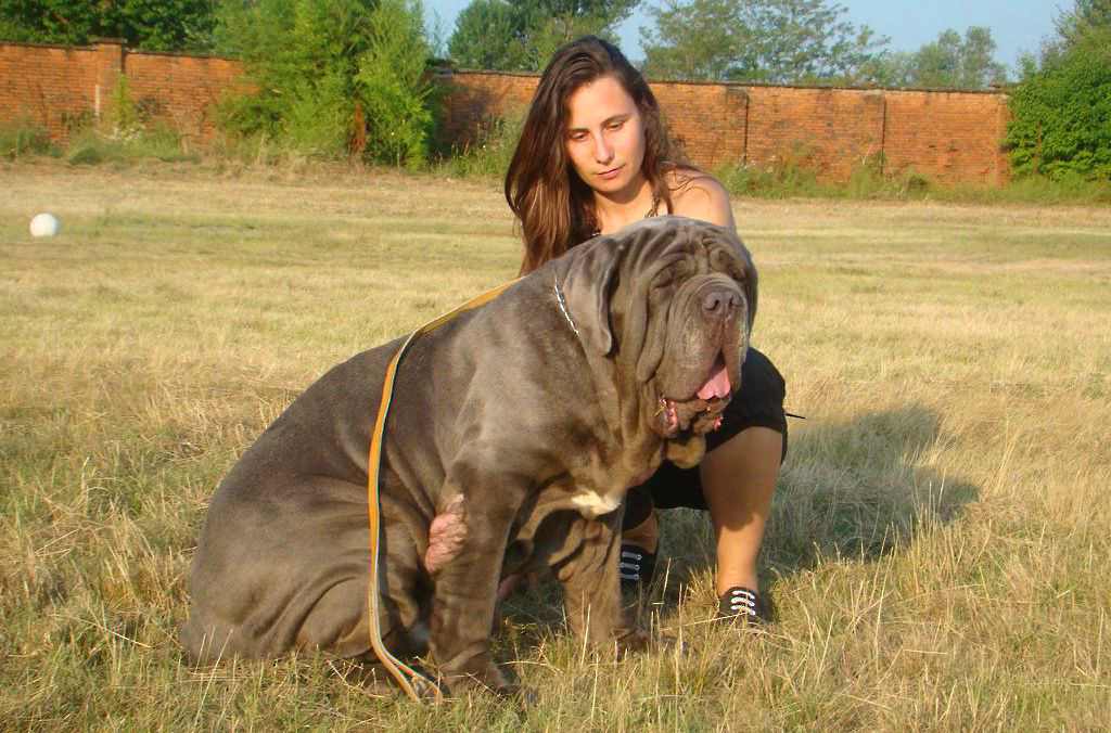 意大利犬种有哪些,意大利有什么犬种