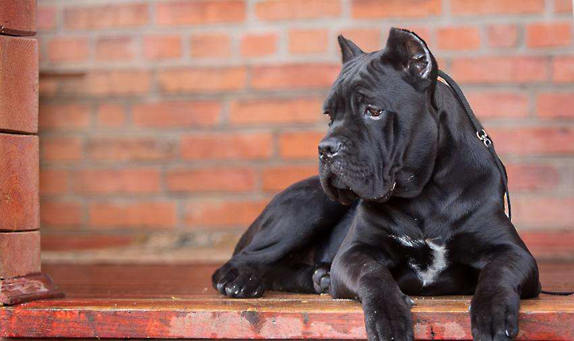 意大利犬种有哪些,意大利有什么犬种