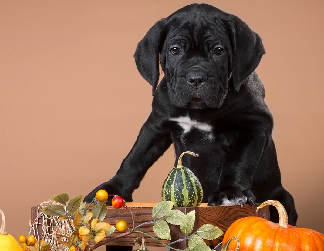 意大利犬种有哪些,意大利有什么犬种