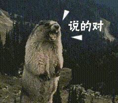 铲屎官宠物诊所,铲屎官宠物医院优惠