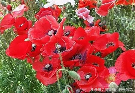 家里盆栽有这几样的赶紧扔掉,盆栽哪些绿植有毒性大