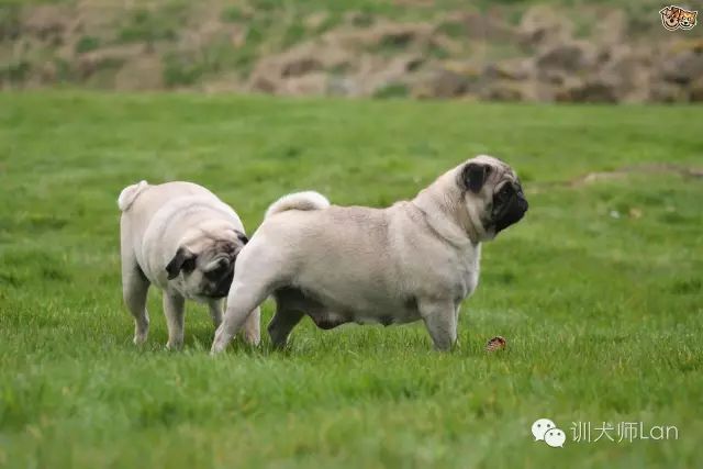 小狗为什么突然身体僵硬了,狗狗和人在一起呼吸有问题