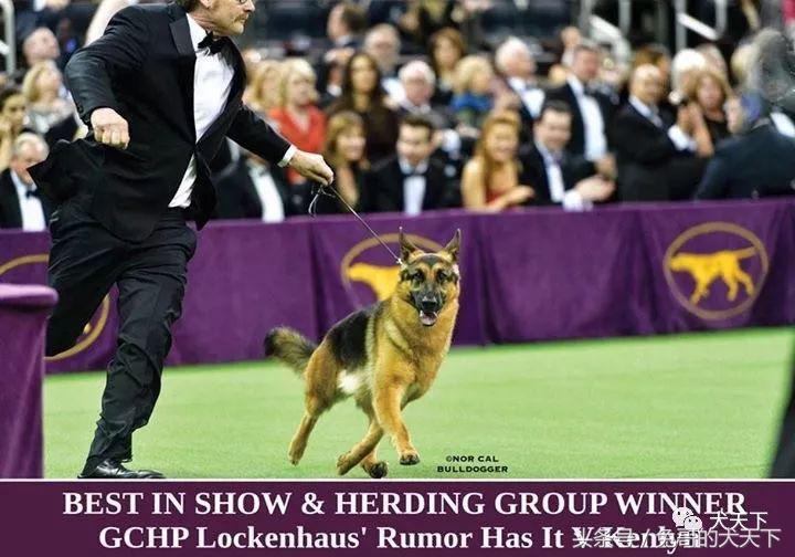 2017年西敏寺犬展时间表,西敏寺犬展北京犬