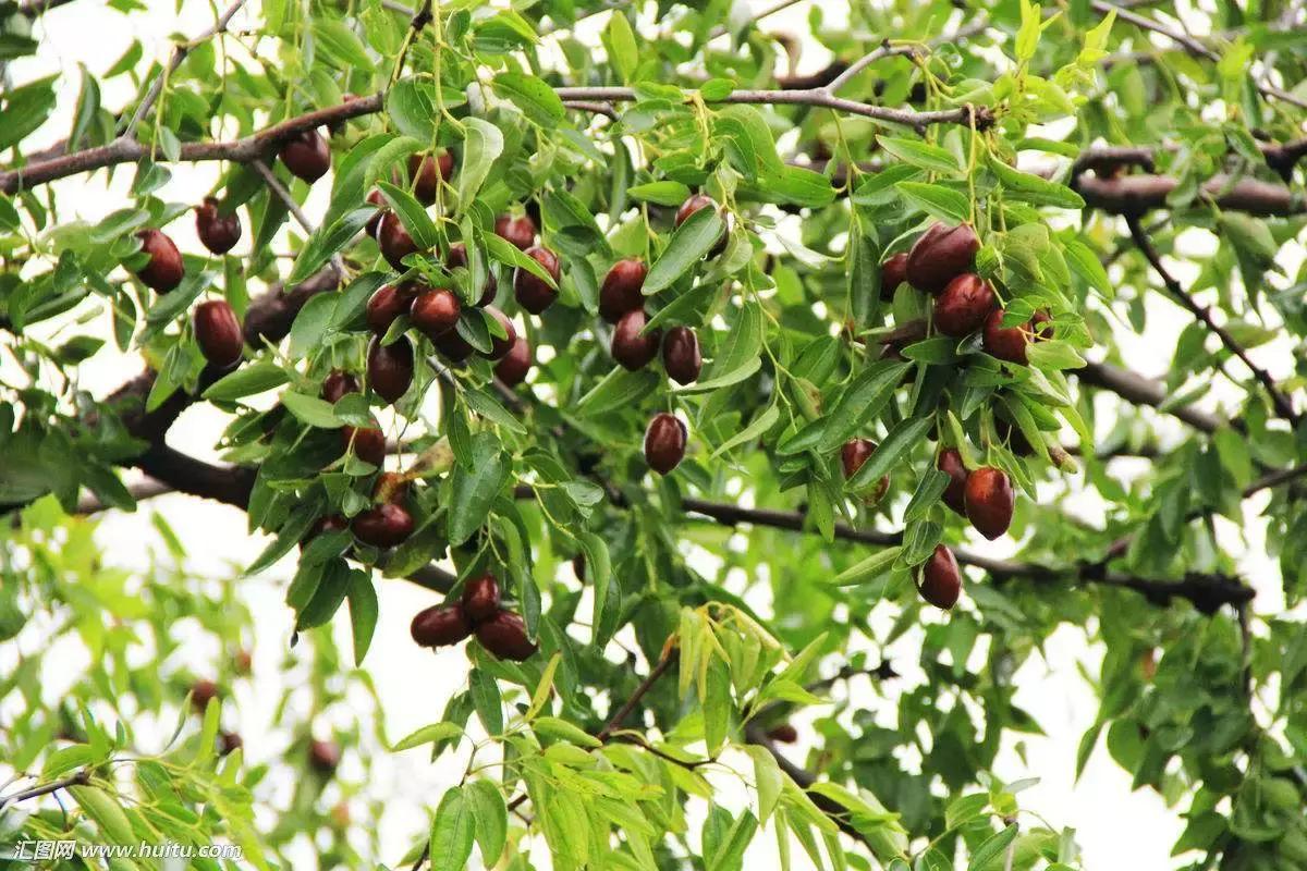 两棵枣树的小说,两颗枣树鲁迅朗读