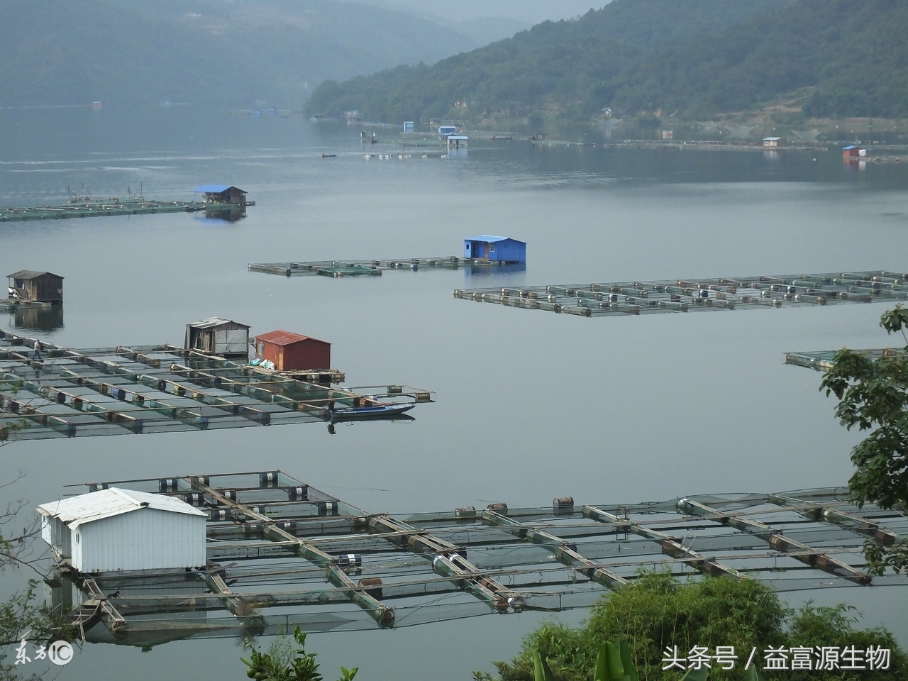 猪粪污染水怎么补救,猪粪水养鱼的危害