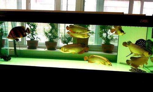 怎样让龙鱼保持良好体型,宠物龙护理