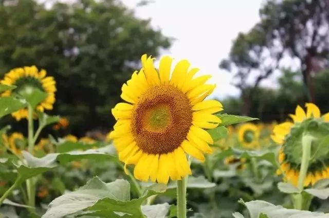2018年浙江地方景点旅游日历大合集！含杭州，建德，温州，金华！
