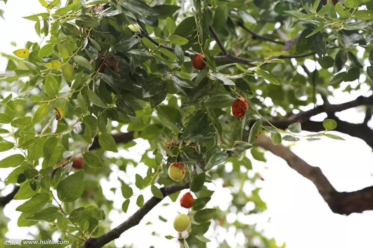 两棵枣树的小说,两颗枣树鲁迅朗读