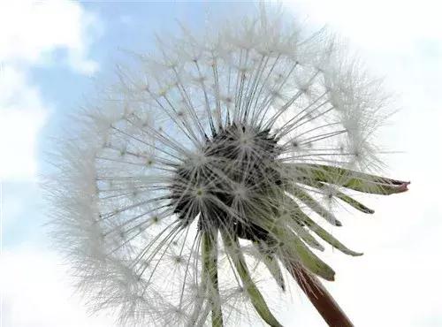 解决堵奶最快最有效的办法,堵奶妙方