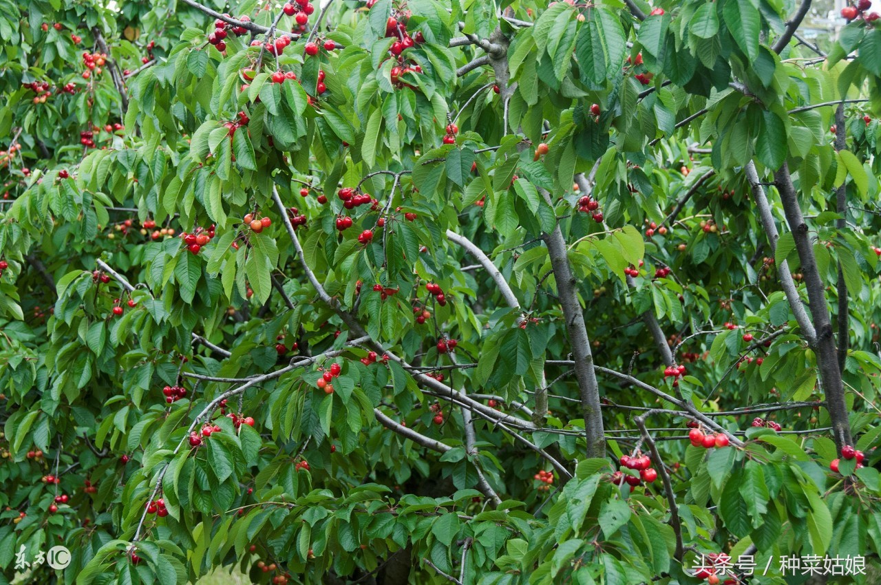 樱桃树怎么种长的樱桃好吃,樱桃好吃树难栽创作