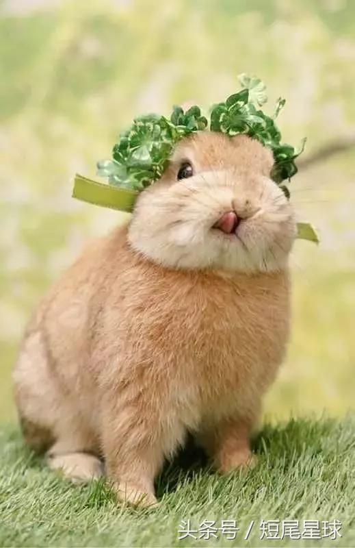 兔子生小兔后怎么照顾,兔兔生小兔有什么表现