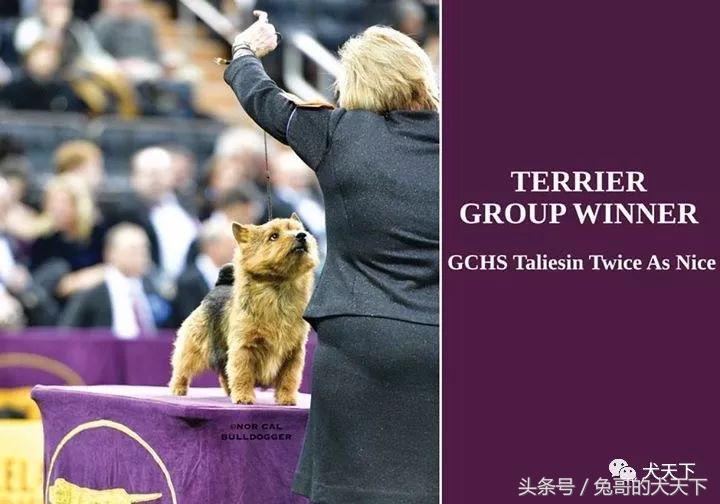 2017年西敏寺犬展时间表,西敏寺犬展北京犬