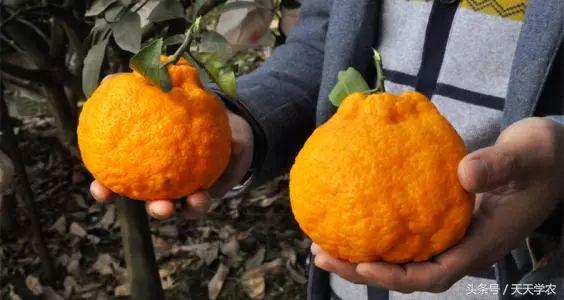红美人柑橘和沃柑哪个品种更甜,这几年比较火的柑橘品种